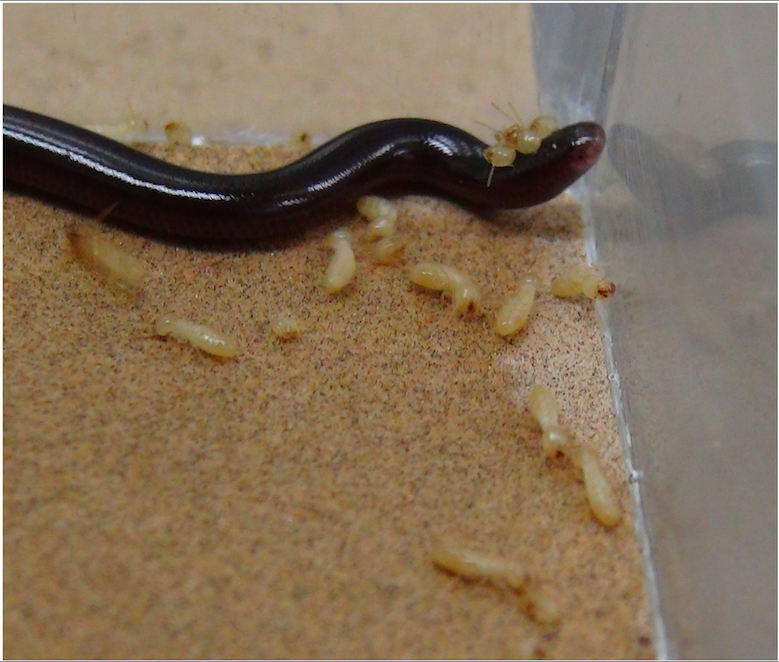 Western Worm Snake Food Source All Worms